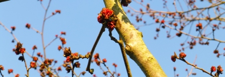 Parrotia bloeiend (foto Wouter van der Wulp 20-02-2013)